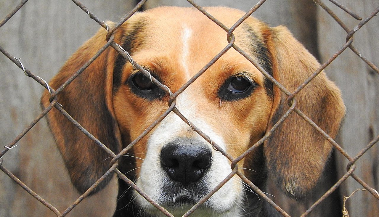 Cropped Beagle 938013 1280 2
