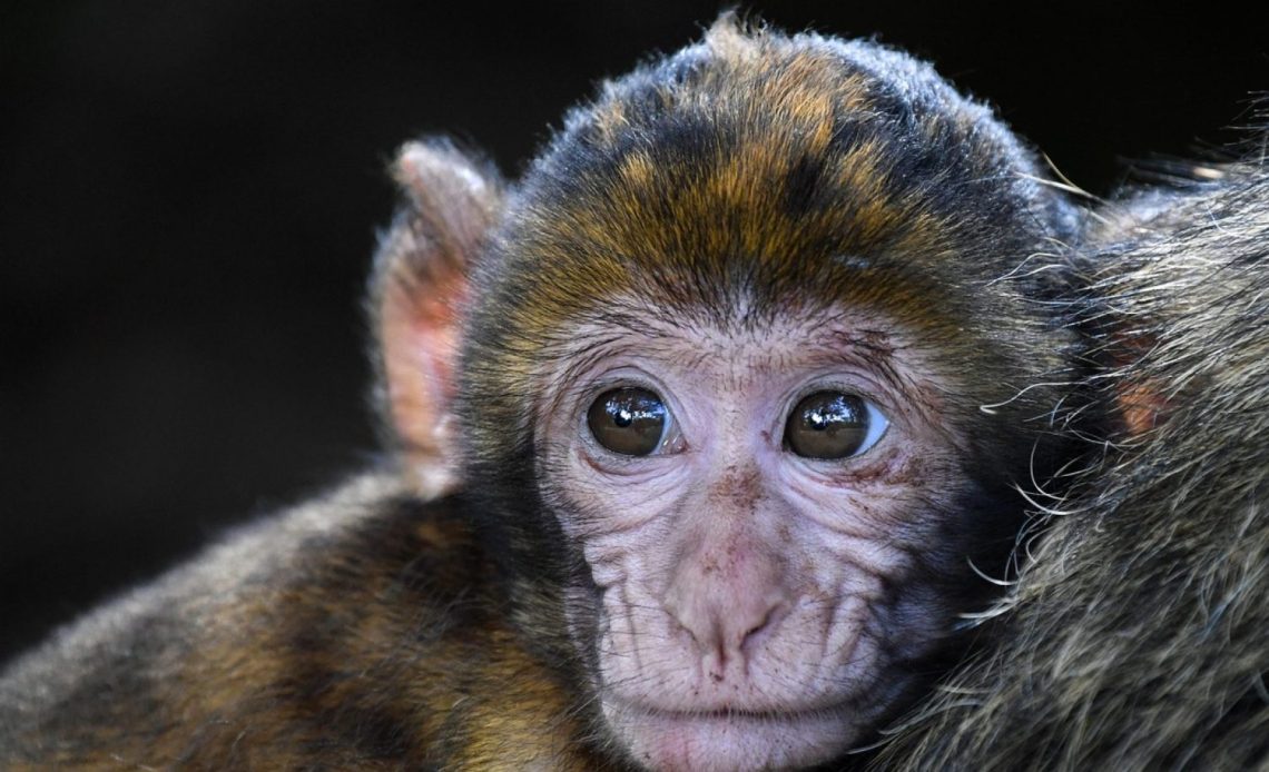cropped monkey 2790452 1280.jpg