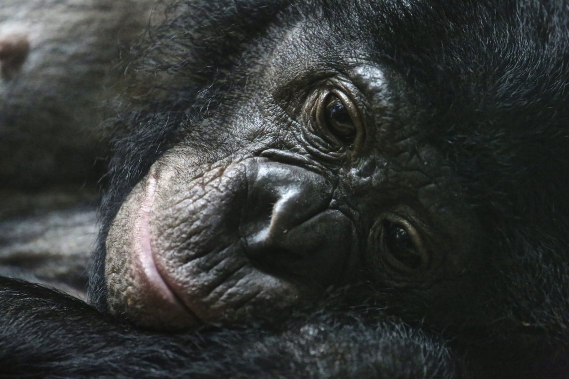 gorilla