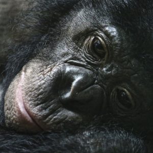 gorilla