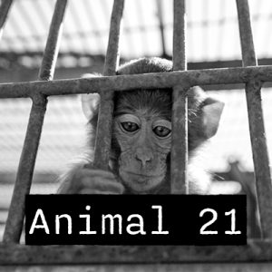 Affe 21
