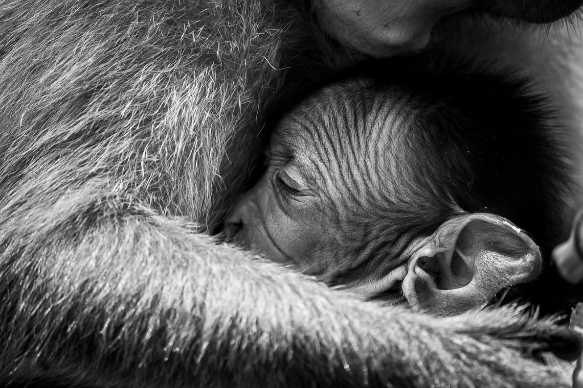 macaques 7212665 1280