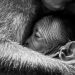 macaques 7212665 1280