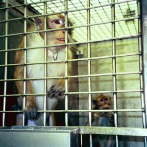 tierversuch hirnforschung affenjpg