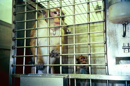 tierversuch hirnforschung affenjpg