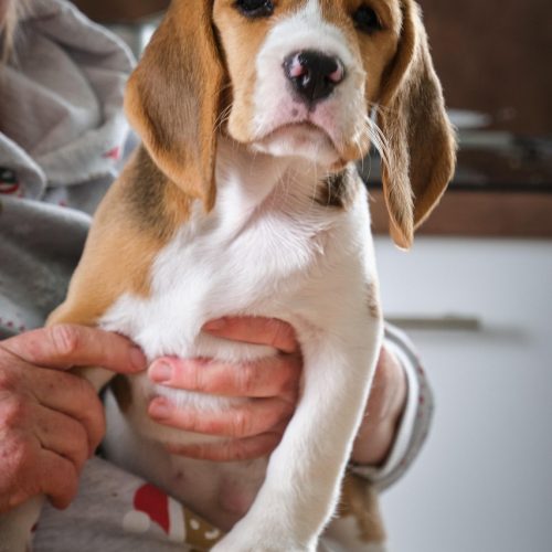 Laborhunde